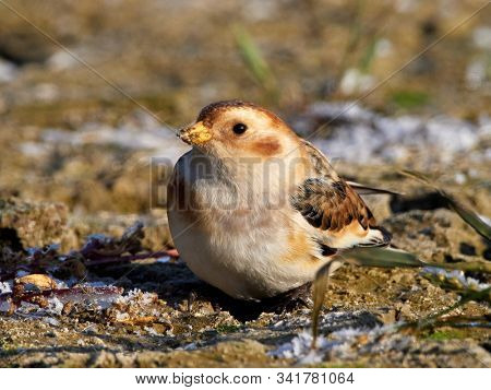 Snow Bunting (Plectrophenax nivalis) male in winter plumage