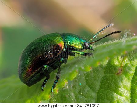 colorful bug on leaf (cryptocephalus sericeus)