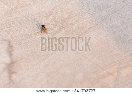 Sun Rays Falling On Housefly