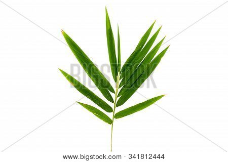 Bamboo Leaves With Sunburns On A White Background