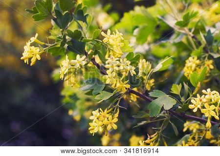 Golden Buffalo Currant Ribes Aureum