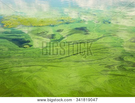Green Flowing Water Masses On Ukrainian River Dnipro Covered By Cyanobacterias As A Result Of Phytop