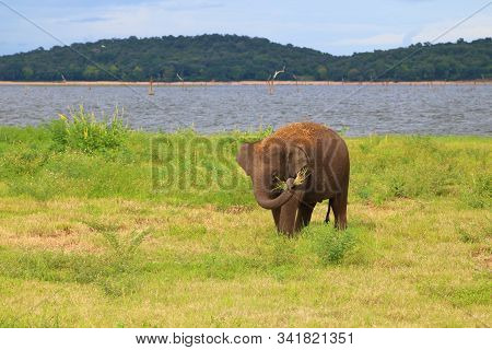 A Baby Elephant Grabbing Some Grass With Its Trunk, At Kaudulla National Park, Sri Lanka