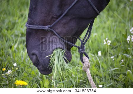 Fat Horse On Meadow Eat To Much Grass