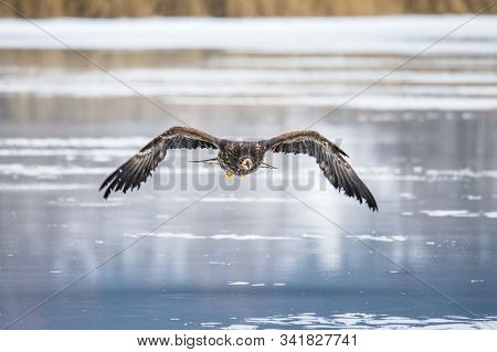 Adult White-tailed Eagle In Flight. Blue Sky Background. Scientific Name: Haliaeetus Albicilla, Also