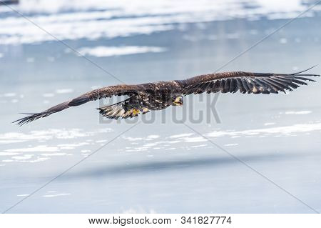 Adult White-tailed Eagle In Flight. Blue Sky Background. Scientific Name: Haliaeetus Albicilla, Also
