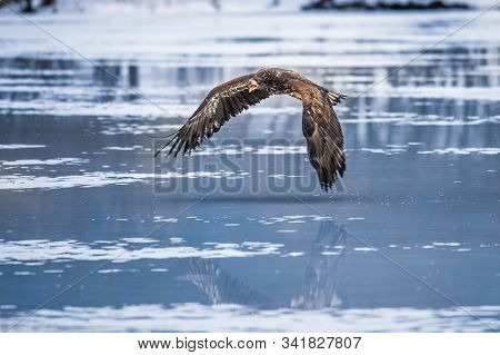 Adult White-tailed Eagle In Flight. Blue Sky Background. Scientific Name: Haliaeetus Albicilla, Also