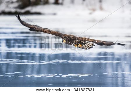 Adult White-tailed Eagle In Flight. Blue Sky Background. Scientific Name: Haliaeetus Albicilla, Also