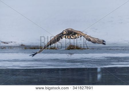 Adult White-tailed Eagle In Flight. Blue Sky Background. Scientific Name: Haliaeetus Albicilla, Also