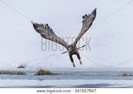 Adult White-tailed Eagle In Flight. Blue Sky Background. Scientific Name: Haliaeetus Albicilla, Also