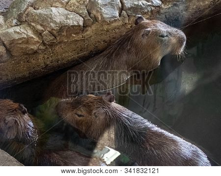 A Family Of Three Capybaras. Large Rodents Swim In The Pool. Capybaras Have Long, Stiff Hair, A Larg