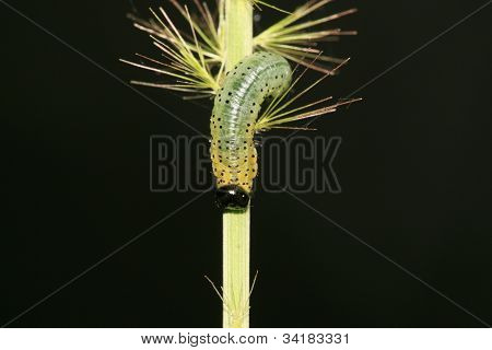 Insekter