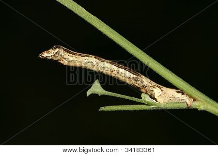 Ceometrid
