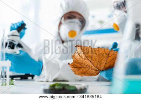 Selective Focus Of Multicultural Biologists Looking At Leaf