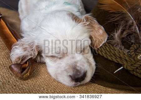 Small English Setter Puppy Dog With Knife And Duck