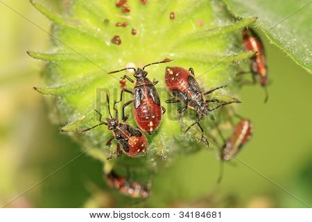 Stinkbug