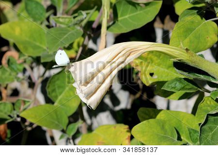 Beautiful Small White Butterfly On Top Of Field Bindweed Or Convolvulus Arvensis Or European Bindwee