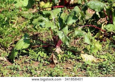Beetroot Or Beta Vulgaris Or Beet Or Table Beet Or Garden Beet Or Red Beet Or Golden Beet Plants Wit
