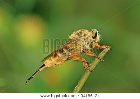 Böcekler
