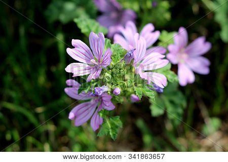 Common Mallow Or Malva Sylvestris Or Cheeses Or High Mallow Or Tall Mallow Spreading Herb Plant With