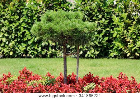 Decorative Pine Tree Growing Above Densely Planted Begonia Plants With Bright Red Flowers And Yellow