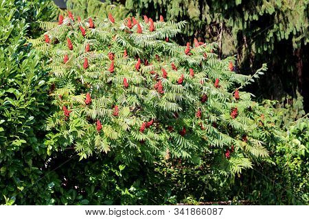 Dense Treetop Of Staghorn Sumac Or Rhus Typhina Dioecious Deciduous Tree With Dark Red Cone Shaped F