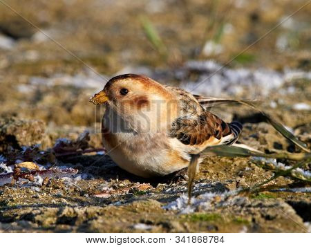 Snow Bunting (Plectrophenax nivalis) male in winter plumage