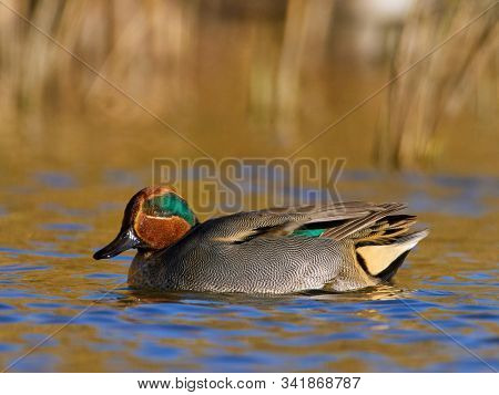 male green winged teal on the water (Anas crecca) 