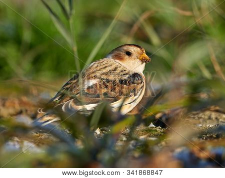 Snow Bunting (Plectrophenax nivalis) male in winter plumage