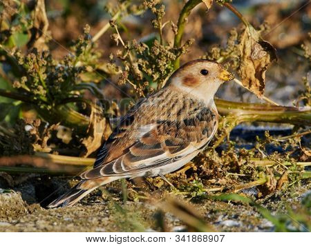 Snow Bunting (Plectrophenax nivalis) male in winter plumage