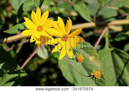 Jerusalem Artichoke Or Helianthus Tuberosus Or Sunroot Or Sunchoke Or Earth Apple Herbaceous Perenni