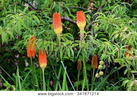 Kniphofia Or Tritoma Or Red Hot Poker Or Torch Lily Or Knofflers Or Poker Plants With Spikes Of Upri