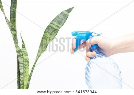 Spraying Water On Indoor Plants. In The Hand Is A Spray Bottle With Water. Hydration Of Plants, Wash