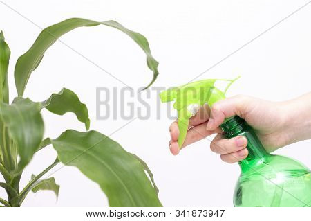 Spraying Water On Indoor Plants. In The Hand Is A Spray Bottle With Water. Hydration Of Plants, Wash