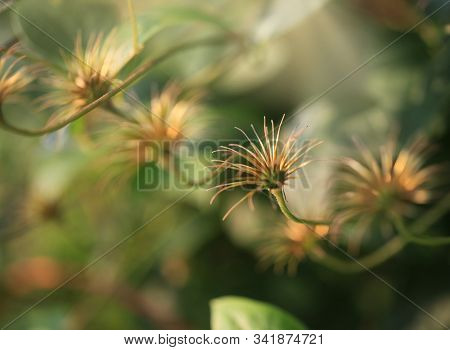 Art Photo Of A Dried Clematis Flower On A Polichrome Blurred  Background
Natural Abstraction