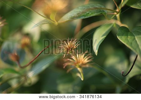 Art Photo Of A Dried Clematis Flower On A Polichrome Blurred  Background. Natural Abstraction