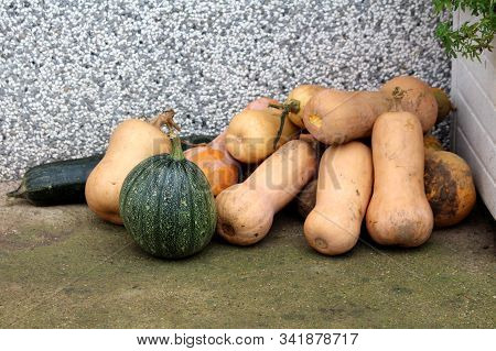 Pile Of Freshly Picked Butternut Squash Or Cucurbita Moschata Or Butternut Pumpkin Or Gramma Winter 