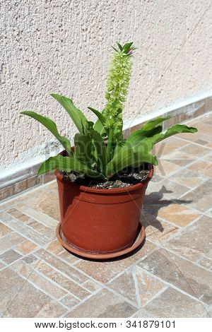 Pineapple Lily Or Eucomis Or Pineapple Flowers Bulbous Perennial Flowering Plant With Basal Rosettes