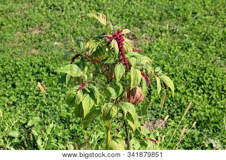 Princes Feather Or Amaranthus Hypochondriacus Or Prince Of Wales Feather Or Quelite Or Blero Or Quin