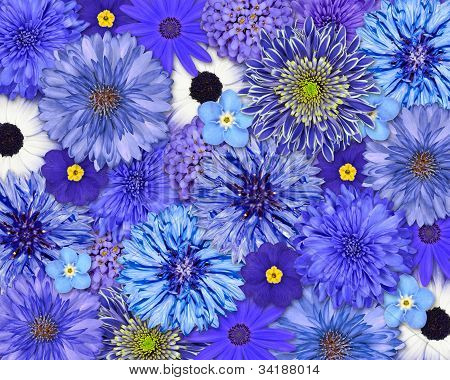 Fond fleur bleue