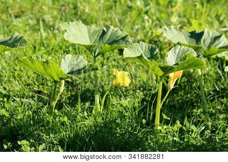 Row Of Large Green Thick Pumpkin Plant Leaves Mixed With Open Bright Yellow Flowers Planted In Local