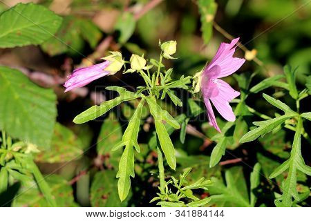 Side View Of Two Common Mallow Or Malva Sylvestris Or Cheeses Or High Mallow Or Tall Mallow Spreadin