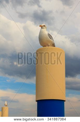 A Seagull Is Perched On A Metal Bollard