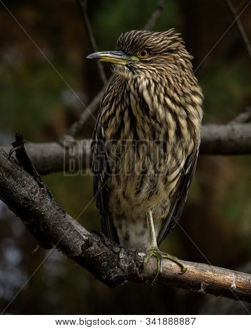 Black-crowned Night Heron Posing On A Tree Branch. This Bird Is Also Known In Argentina As Garza Bru