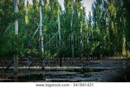 Row Of Apple Trees On A Farm. The Soil Is Full Of Water