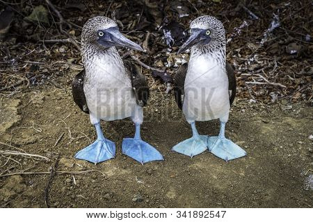 Pair Of Blue Footed Boobies. Endemic Birds Of The Latin America Pacific, Galapagos And Isla De La Pl