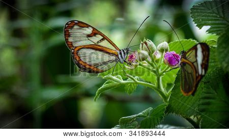 Two Butterflies Posing On The Branch Of A Plant, Known As Greta Oto Or Crystal Butterfly, Its Wings 