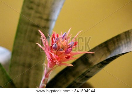 Tufted Airplant Or Guzmania Stemless Evergreen Epiphytic Perennial Flowering Plant With Narrow Orang