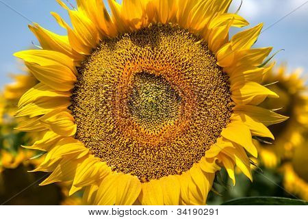 Sunflowers