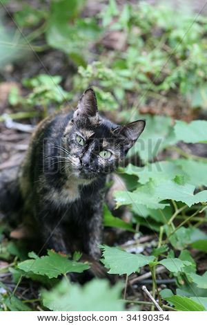 A cat